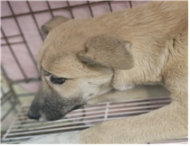 유기동물및관리협회_448535202401362